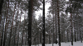 Ураганен вятър повали бора на проф. Боян Ничев