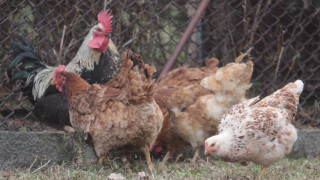 Умъртвяват птици в Бургаско заради птичия грип