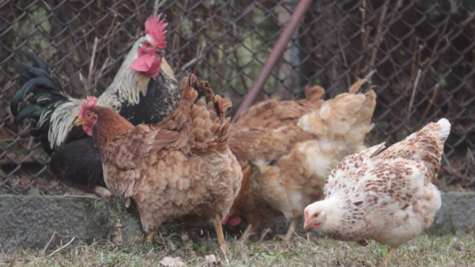 Умъртвяват птици в Бургаско заради птичия грип | StandartNews.com