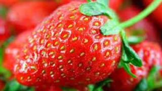 Испанци плащат по 38 евро на ден на ягодоберачки