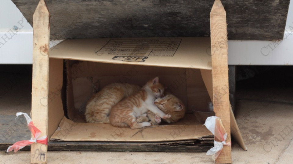 За 4 години са кастрирани 6 000 котки в България | StandartNews.com