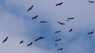 Намаляват популациите на застрашени видове птици