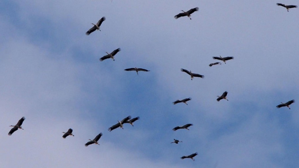 Намаляват популациите на застрашени видове птици | StandartNews.com