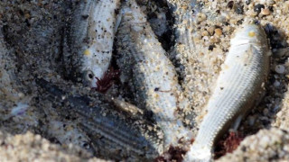 Откриха мъртва риба в язовир „Доспат"