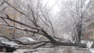 Мокър сняг повали вековно дърво във Видин