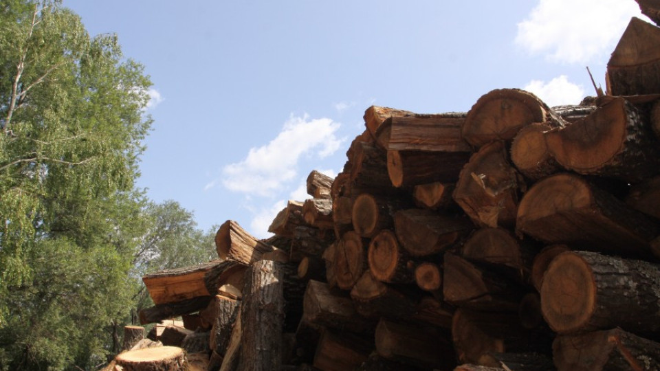 Тръгнаха проверки в Странджа, теглят камионите с дървесина | StandartNews.com