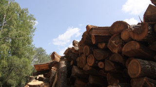 Готвят тримесечна забрана за износ на дървесина