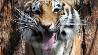 Изпращат тигрицата Найша в Пазарджик