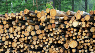 Забраняват за 3 месеца износа на дървесина