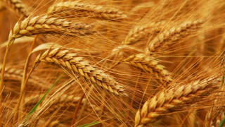 Търговци: Пазарът на зърно зависи от украинската криза