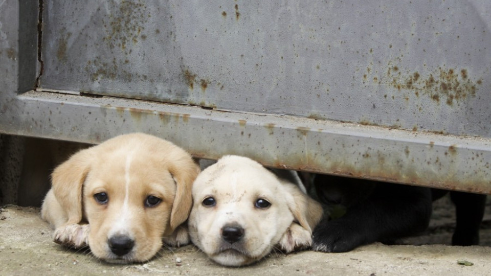 Столична община платила четвърт милион на ухапани от кучета  | StandartNews.com