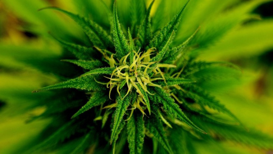 И Аляска легализира марихуаната | StandartNews.com