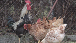Затварят птиците в Благоевград заради птичия грип