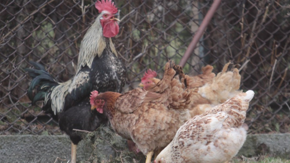 Затварят птиците в Благоевград заради птичия грип | StandartNews.com