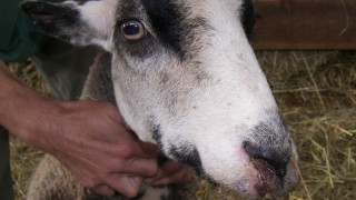 Сложиха пробна ваксина за син език на 50 животни в Хасково