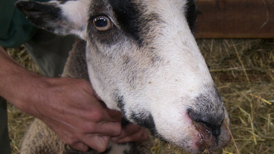 Сложиха пробна ваксина за син език на 50 животни в Хасково | StandartNews.com