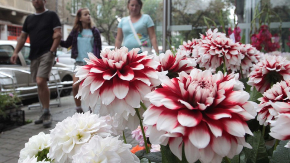 Данъчни проверяват търговците на цветя | StandartNews.com