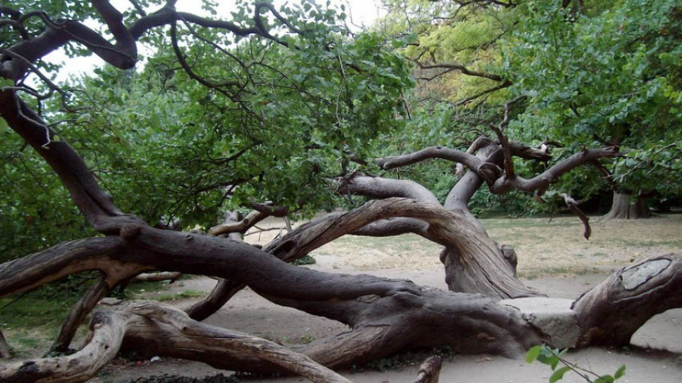 Кривото дърво в Морската градина грейва нощем | StandartNews.com