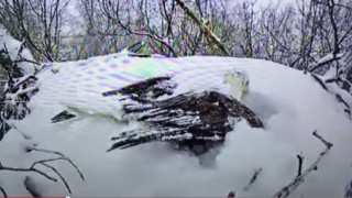 Затрогващо: Орел пази яйцата си в снега (ВИДЕО)