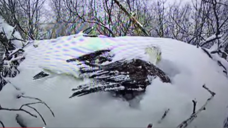 Затрогващо: Орел пази яйцата си в снега (ВИДЕО) | StandartNews.com