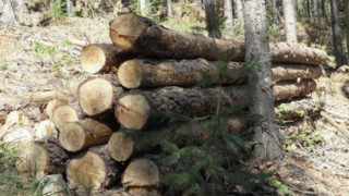 Стопираха транспорта на дървесина в Белово