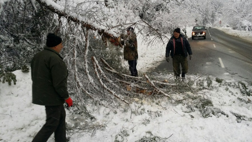 Снегът повали 40 дървета край пътя Добринище – Гоце Делчев | StandartNews.com
