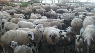 Личен гард за всяко стадо с овце и кози преди Великден