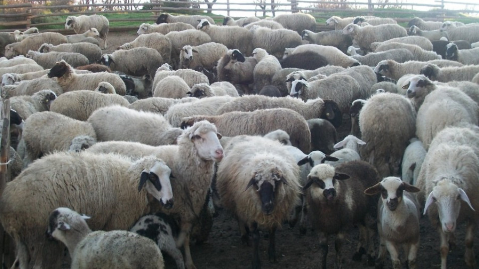 Личен гард за всяко стадо с овце и кози преди Великден | StandartNews.com