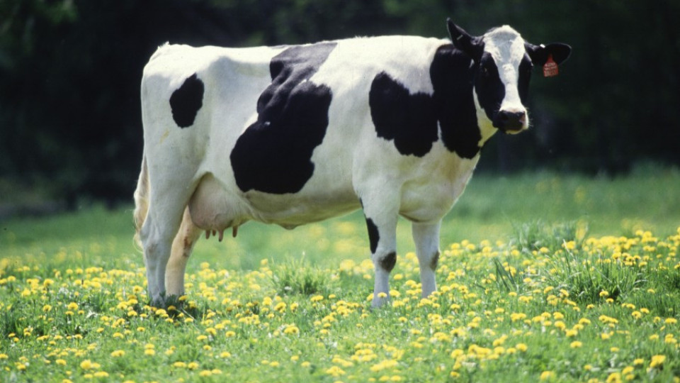 Радар бърка крава с вражески самолет | StandartNews.com