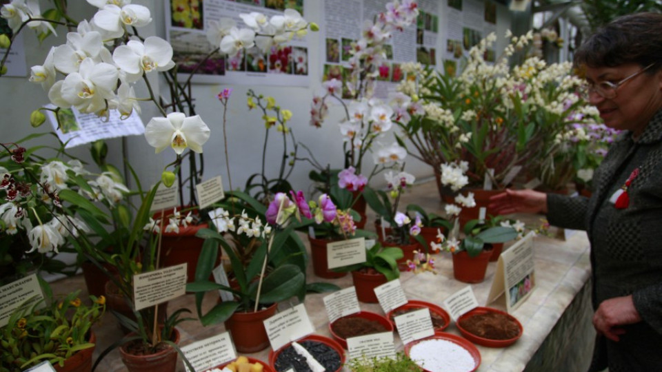 Опашки за орхидеи в  Ботаническата градина   | StandartNews.com