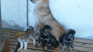 Умъртвяват 7 кучета, болни от малтийска треска
