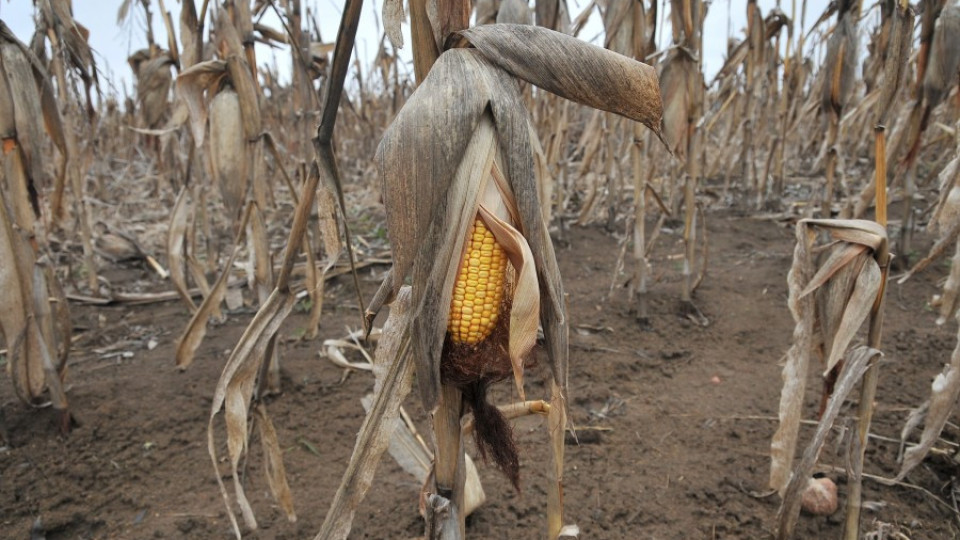 Иде трудна година за земеделците във Видинско | StandartNews.com