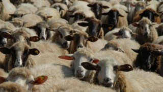 В Кърджалийско над 32% от овцете са ваксинирани за "син език"