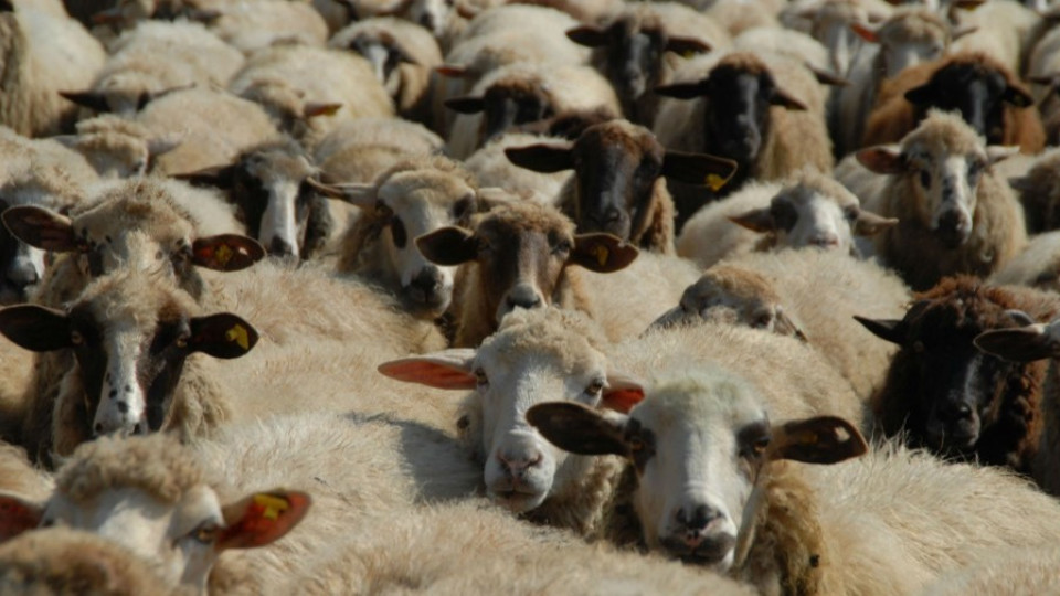 В Кърджалийско над 32% от овцете са ваксинирани за "син език" | StandartNews.com