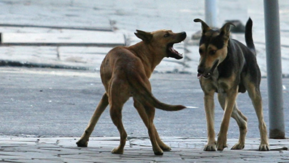 Бездомни кучета дъвчат човешки останки | StandartNews.com