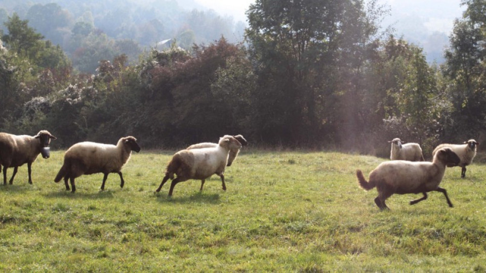 Близо 42,7% от овцете в страната са ваксинирани срещу „син език“ | StandartNews.com