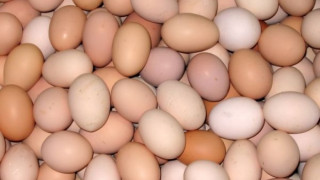 Кражба на яйца прати 18 кубинци в затвора