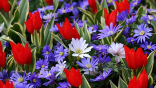 Садят 2 млн. цветя в Пловдив за Цветница