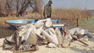 Масова смърт на пеликани в резервата "Сребърна"