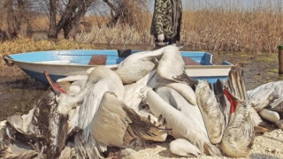 Птичи грип покосил пеликаните в "Сребърна"
