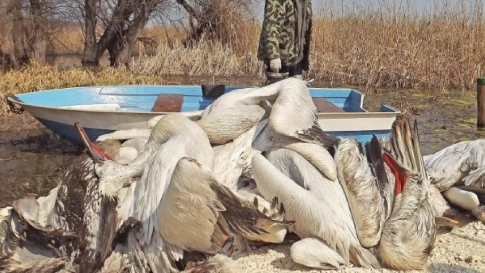 Птичи грип покосил пеликаните в "Сребърна" | StandartNews.com