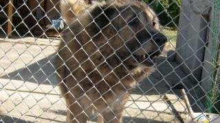 Спират с наредба разходки на домашни любимци без стопанин