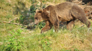 Добруджанката Берна става хазяйка на 3 плевенски мечки