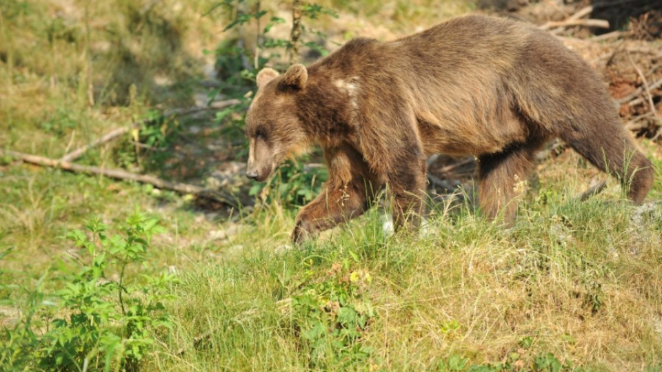Добруджанката Берна става хазяйка на 3 плевенски мечки | StandartNews.com