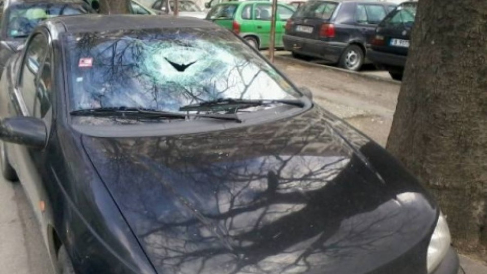 10 коли потрошени във Варна | StandartNews.com