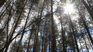 Костов: Фирми, които искат да работят в горите от 2016 г., да се сертифицират 