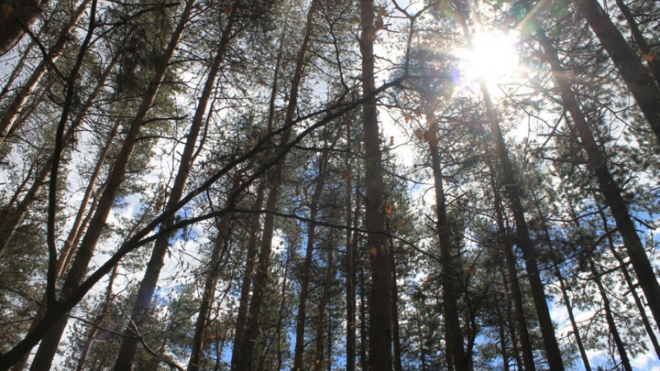 Костов: Фирми, които искат да работят в горите от 2016 г., да се сертифицират  | StandartNews.com