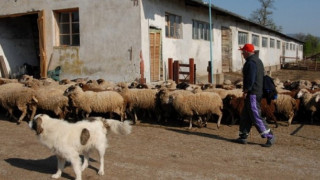 Животновъди на протест на границата с Турция