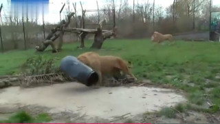 Лъв си заклещи главата във варел (ВИДЕО)