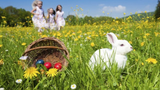Заекът крие яйца в градината
